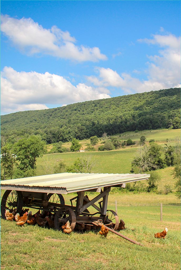 Utopihen Farms pasture raised hens enjoying the outdoors on family farms