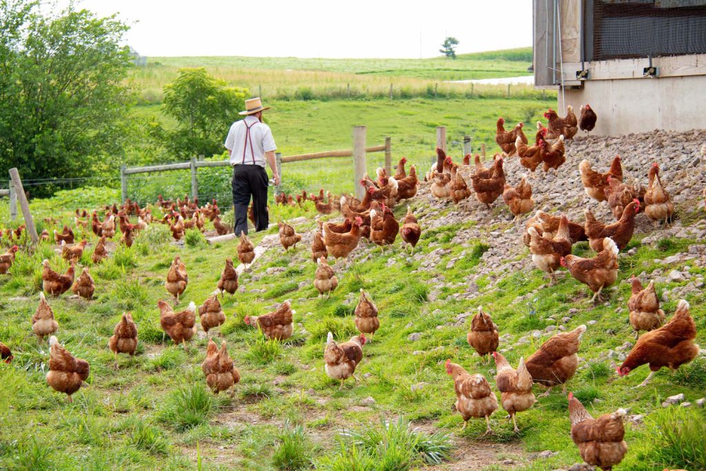 Sustainable Agriculture and a Pasture Raised Farmer