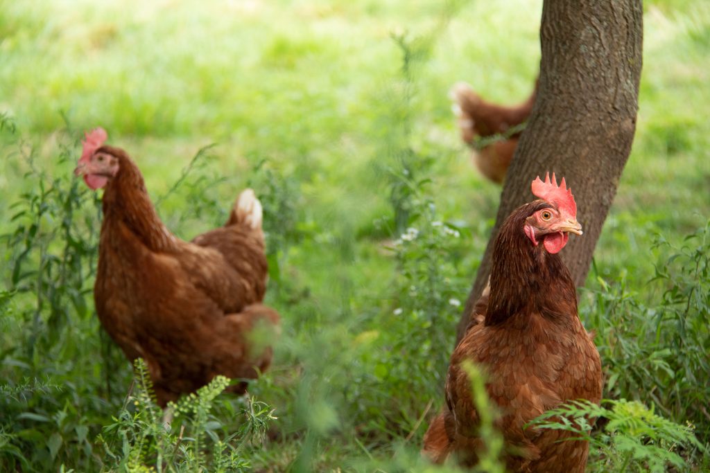 Birds in the Pasture