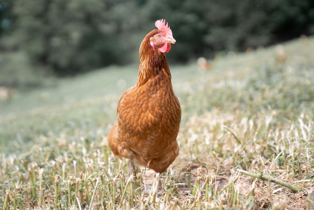 Chicken in the Pasture
