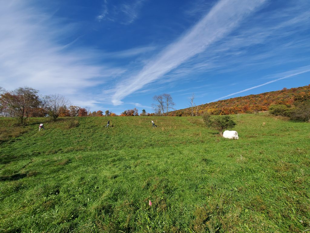 Sustainable Tree Planting