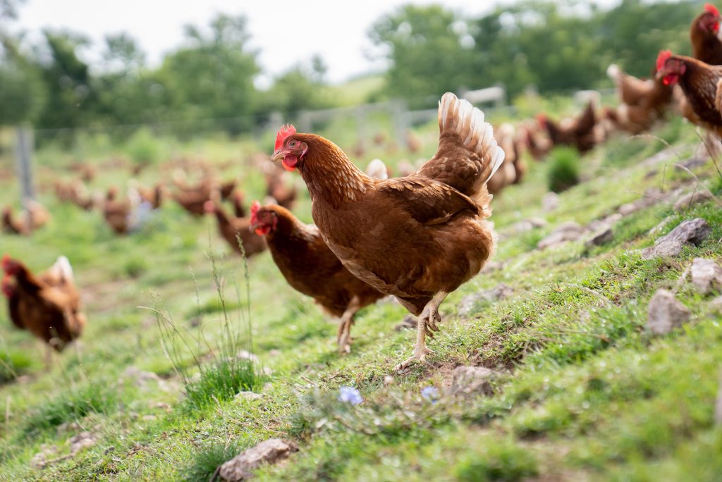Sustainability Practices at Utopihen Farms on the Pasture