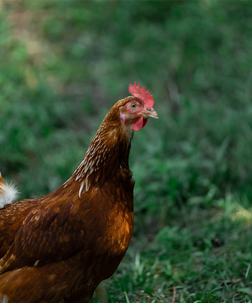 A brown chicken with a red comb stands on green grass, looking to the right