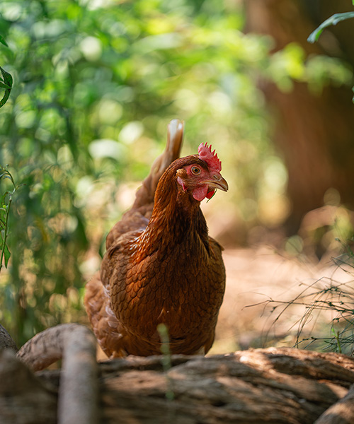 A brown hen stands on a log in a sunlit forest, surrounded by lush green foliage