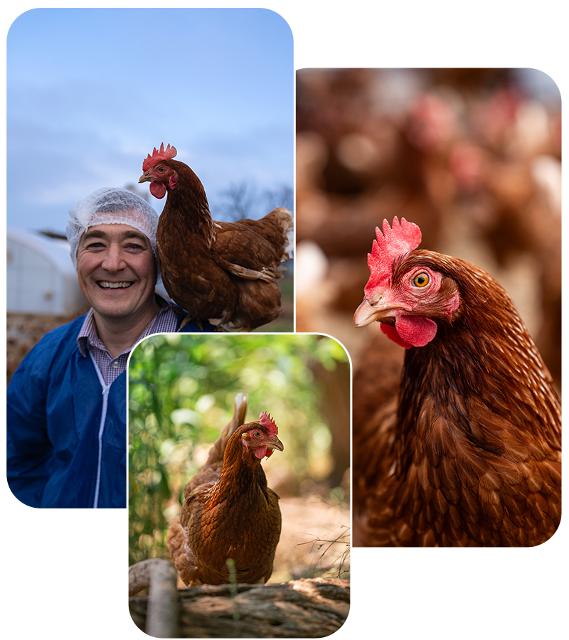A man and a chicken smile at each other, showcasing a lighthearted and friendly interaction