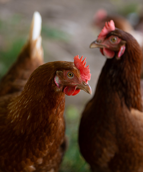 Two brown hens with red combs and wattles stand closely together outside
