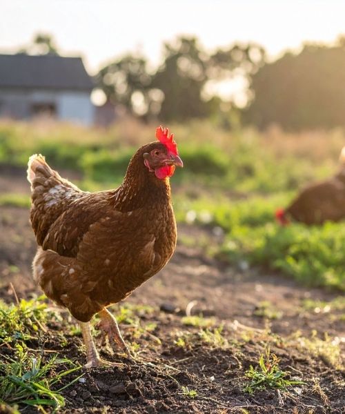 dummy chicken image