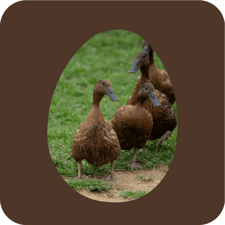 Ducks