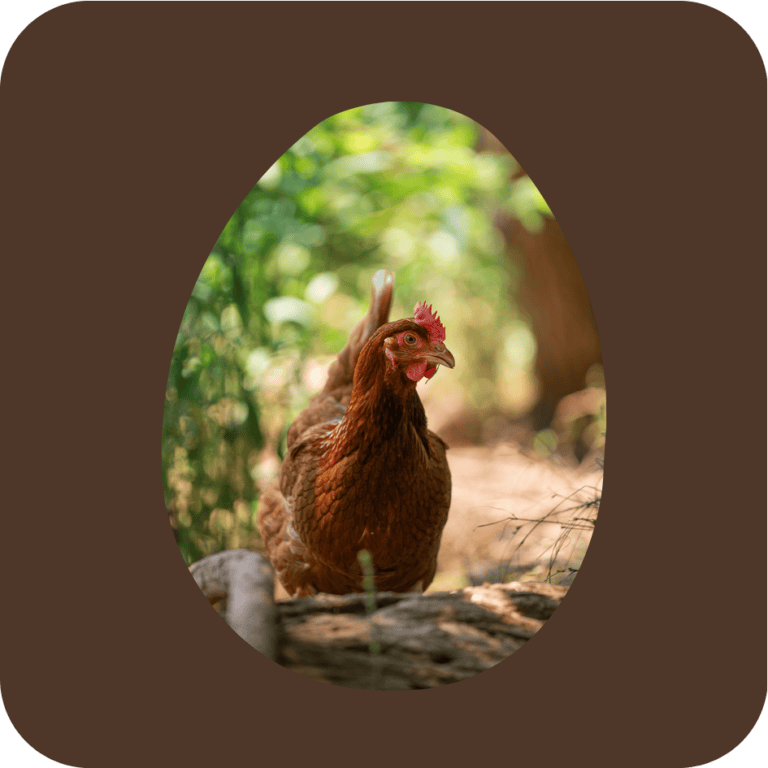 Corn and Soy Free Hen