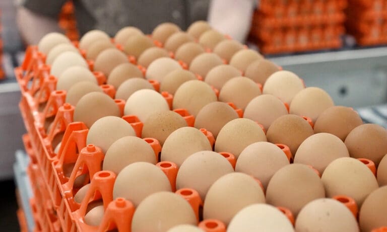 2018 Egg