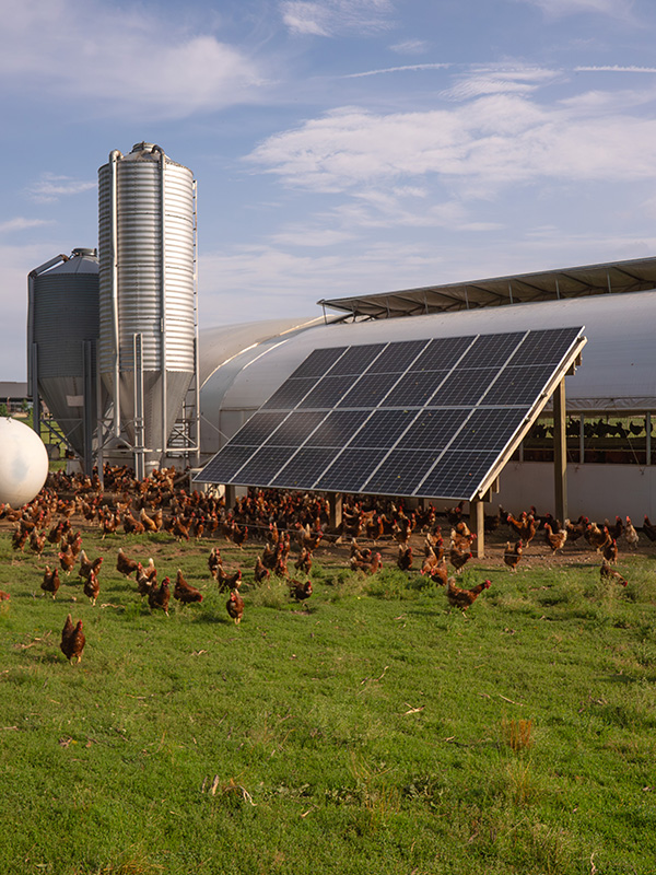 Renewable Energy Vertical