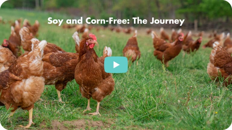 Soy Free Youtube Thumbnail