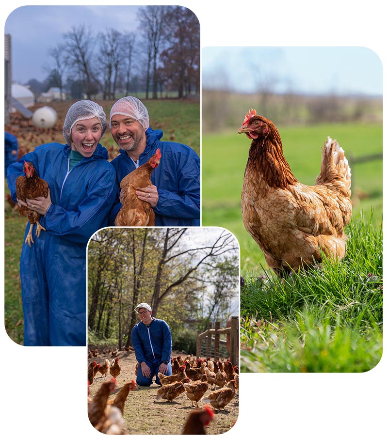 A collage featuring various individuals interacting with chickens in diverse settings