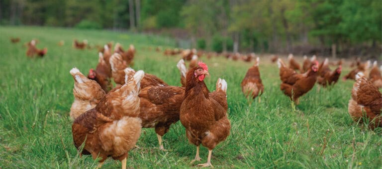 A group of chickens forages in a green field under a clear blue sky_compressed