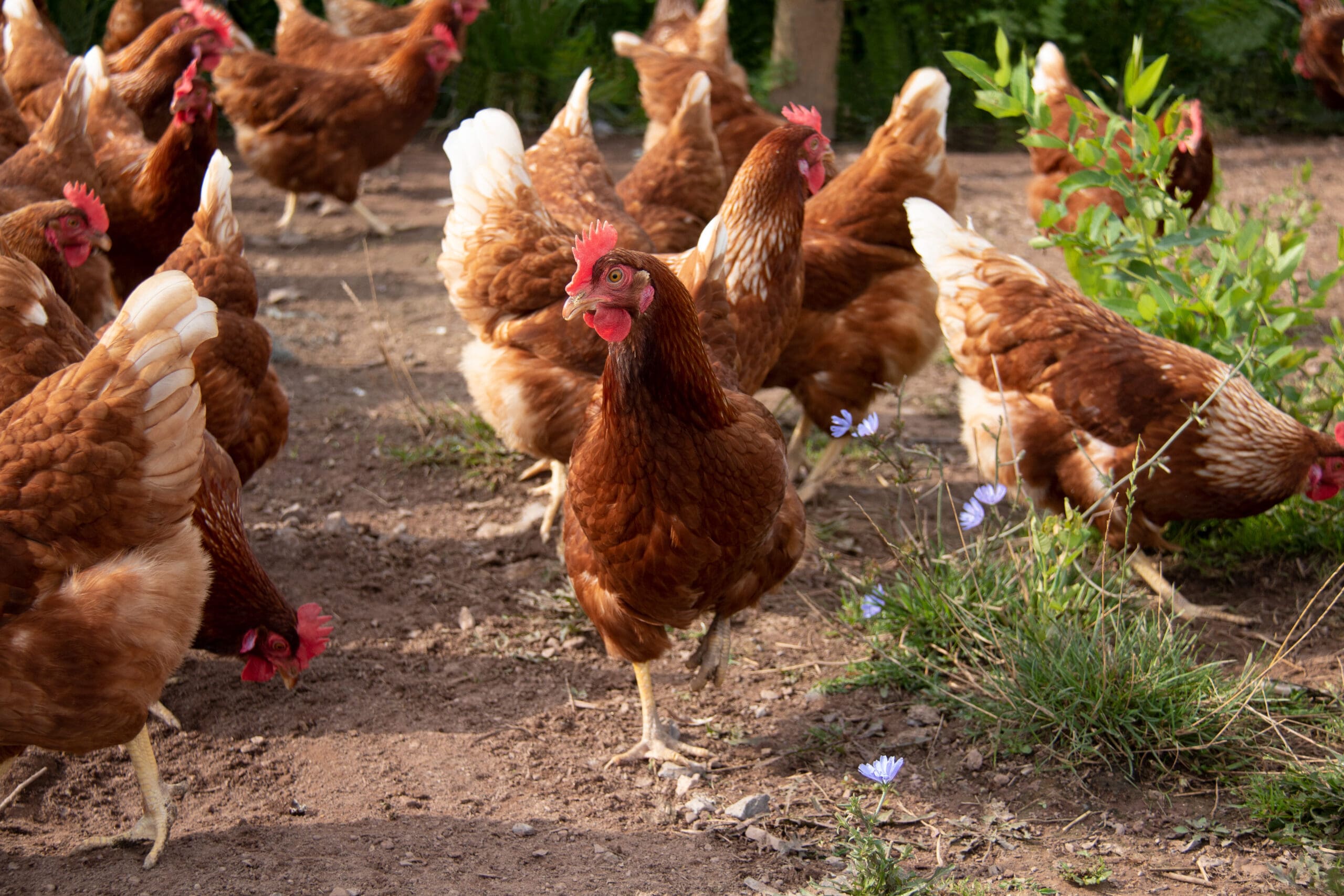 Pasture Raised Hens 7-5-22 the right one
